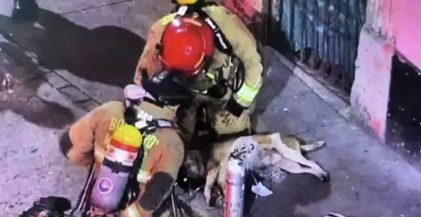 Milagroso rescate en Medellín: bomberos salvan la vida de un perro atrapado en un incendio